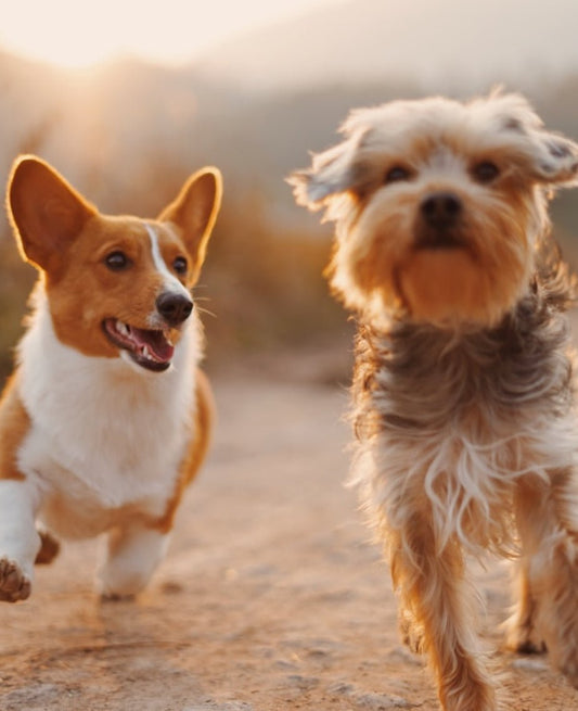 ¡5 formas divertidas y creativas de jugar con tu perro! - Fun Pet Group